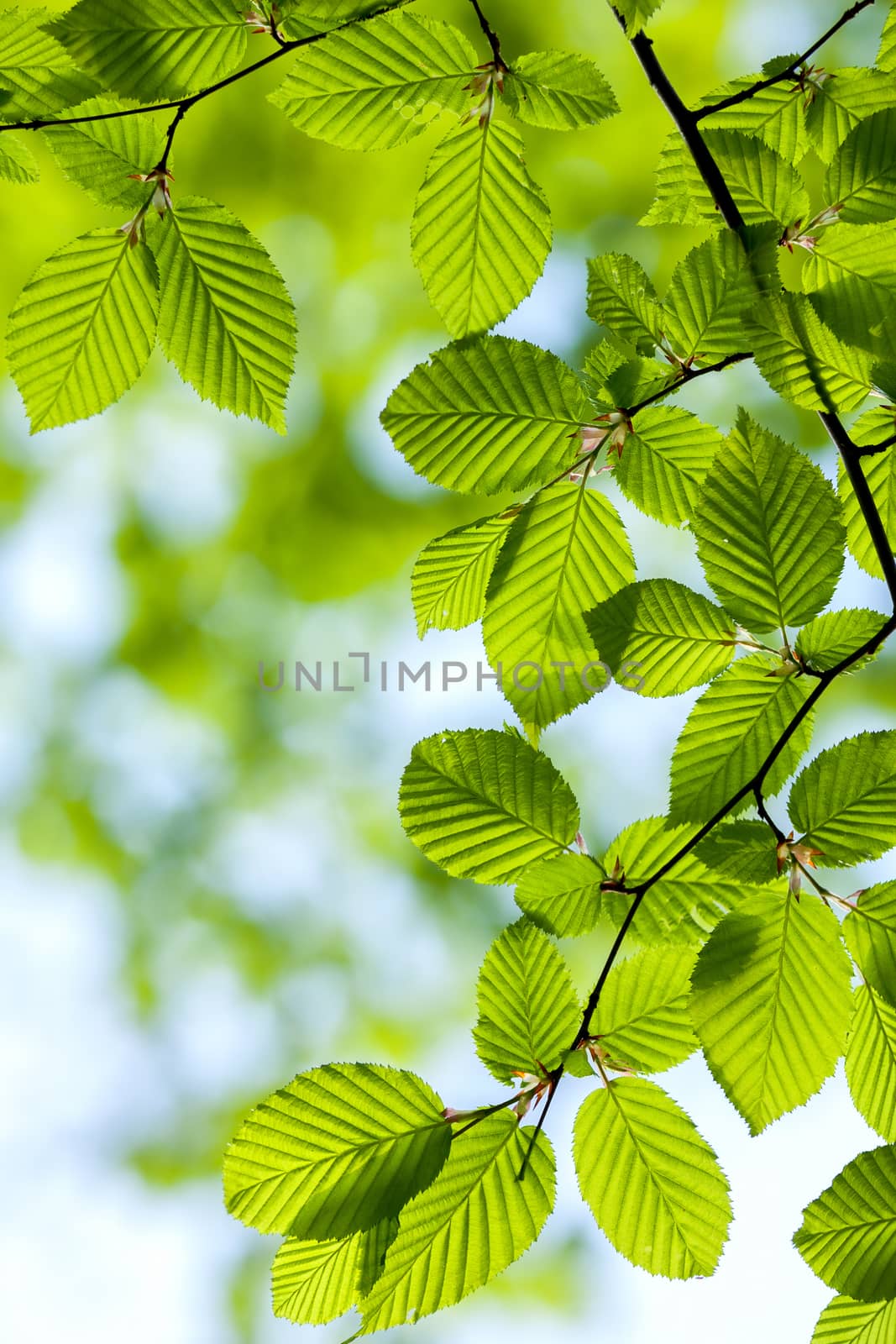 Beautiful, harmonious forest detail, with hornbeam leaves by Digoarpi