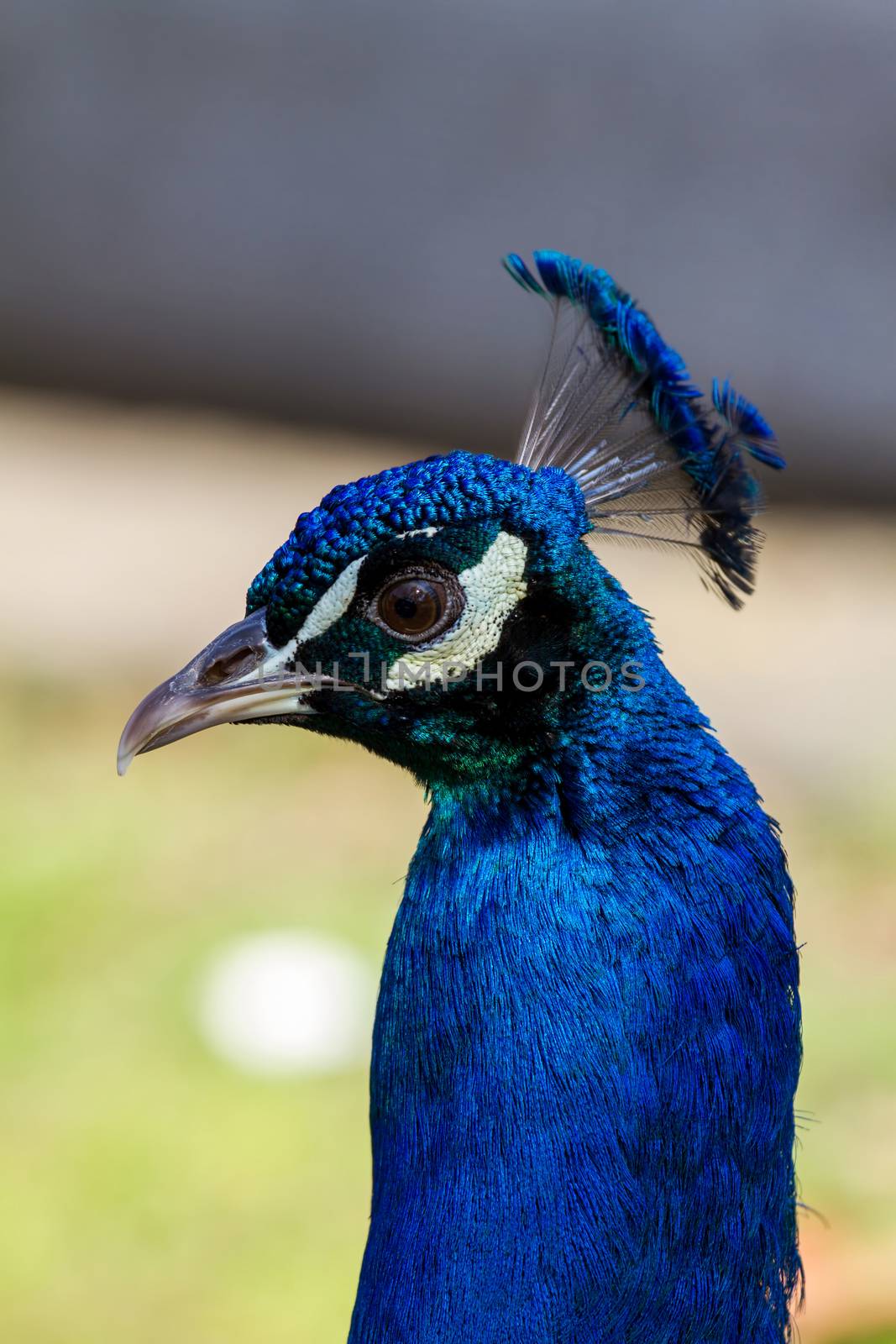 Head peacock closeup by Digoarpi