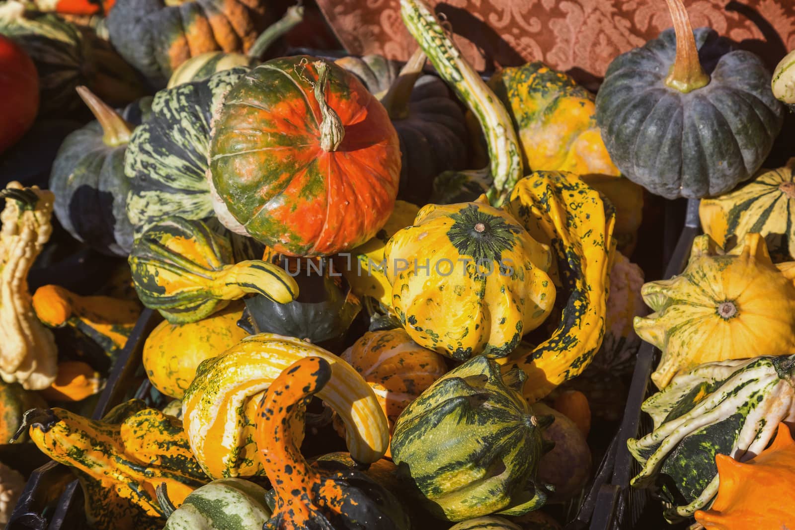  Different kinds of pumpkins in sunshine; Offer at weekly market by Digoarpi