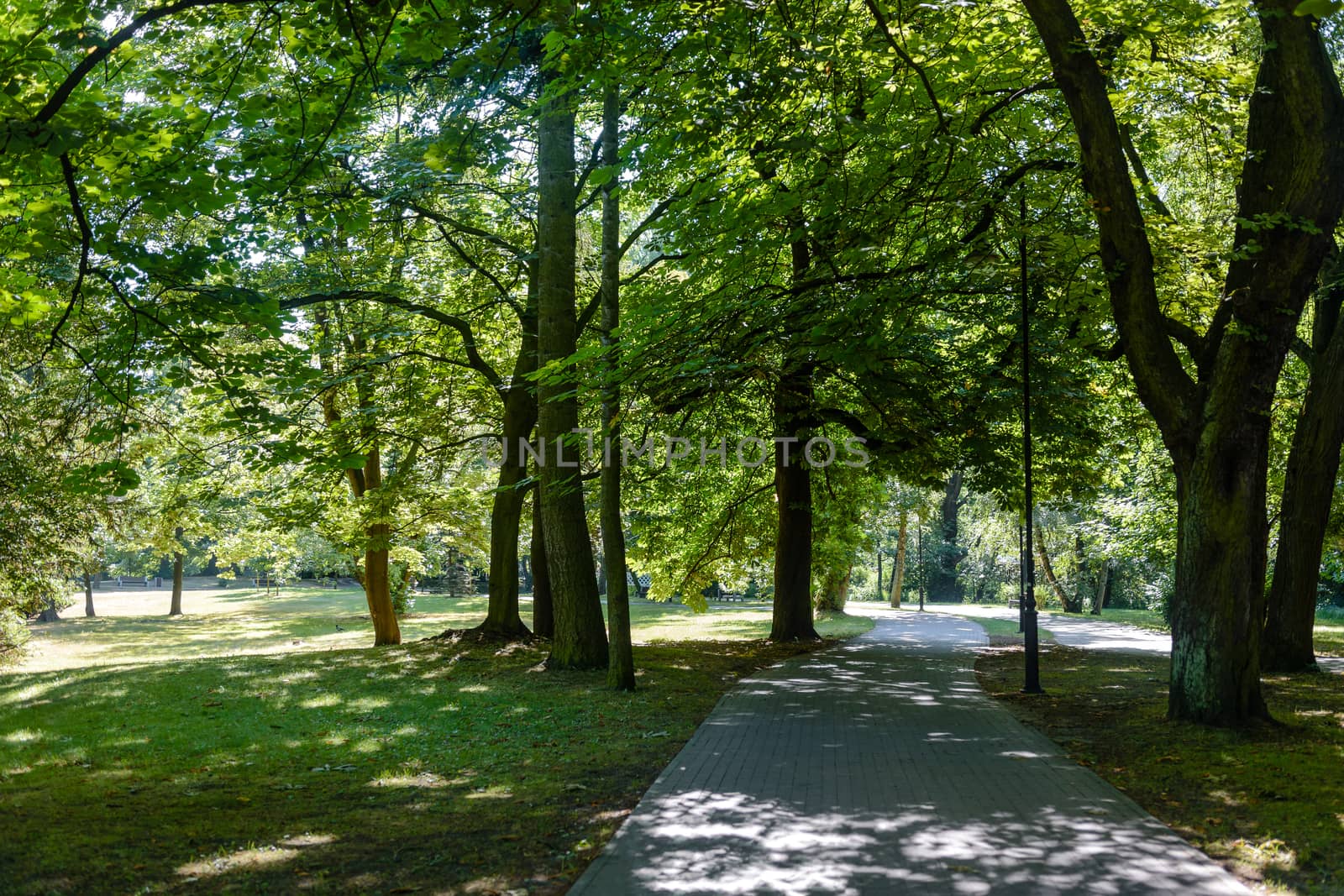 View of the path between green trees in a public park on a sunny day