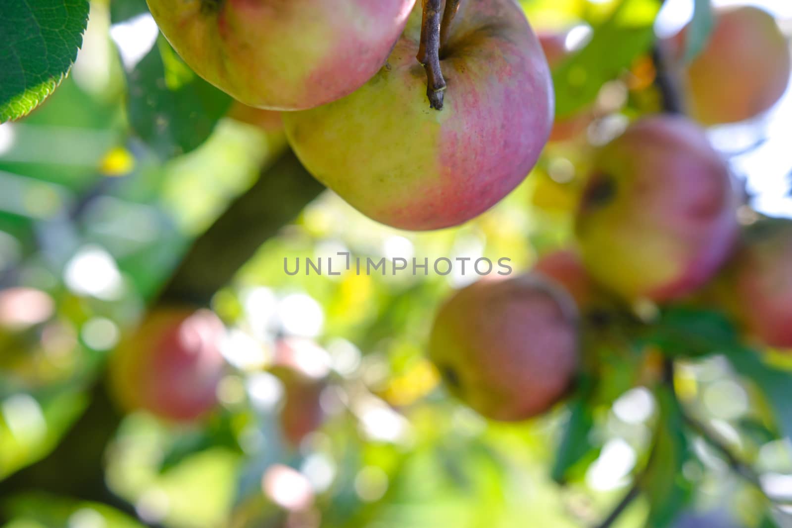 Ripe apples on the tree by wdnet_studio