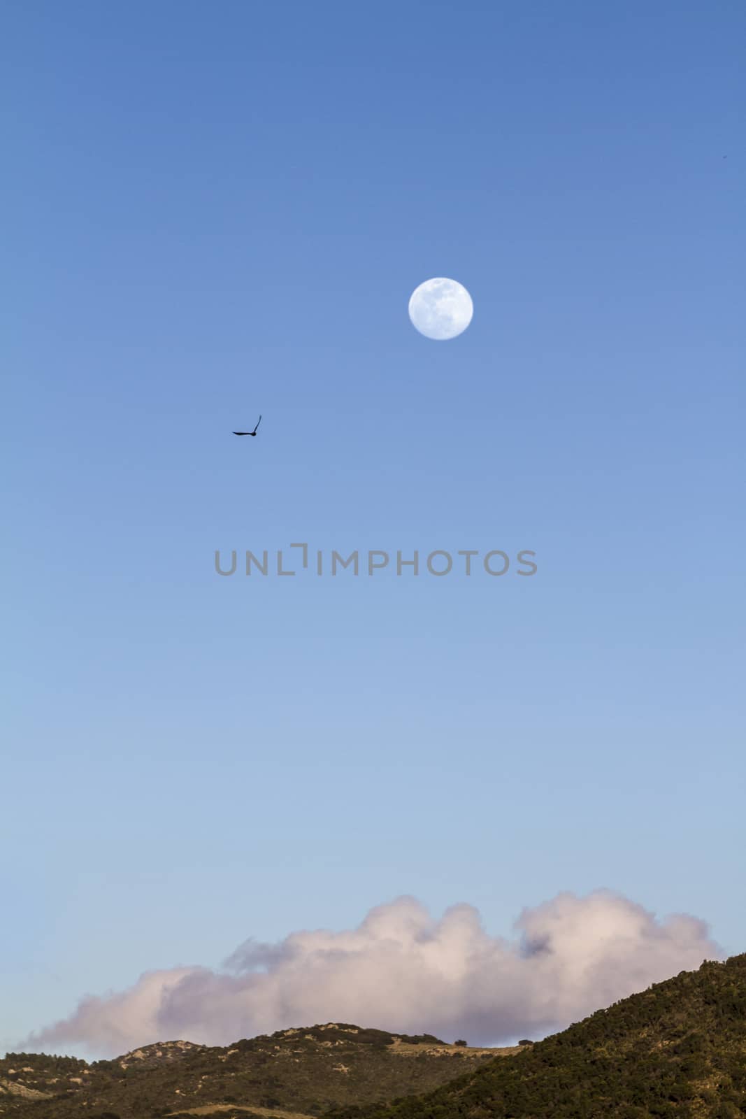 Full moon in the twilight time in the clear blue sky with a clou by robbyfontanesi