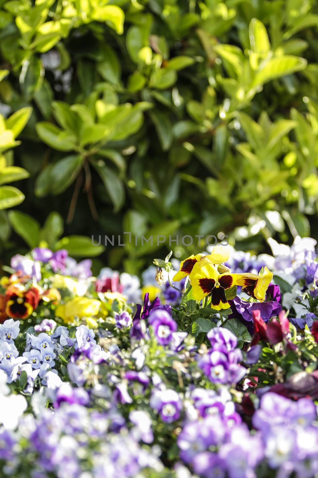 Spring: a purple and yellow primrose in selective focus amidst a group of mixed colored flowers in bokeh