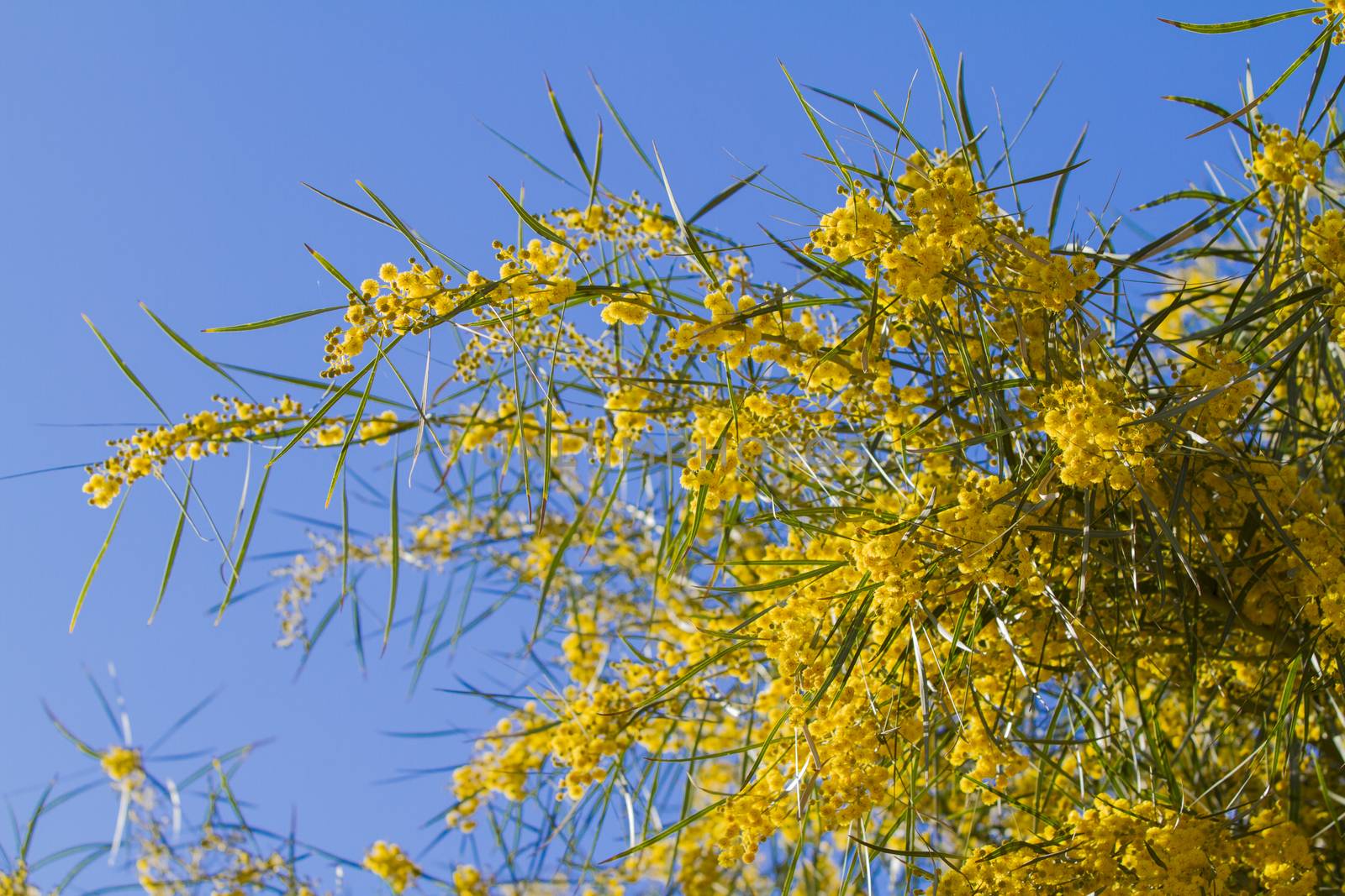 Branches of mimosa in full bloom in the bright sunshine on the b by robbyfontanesi