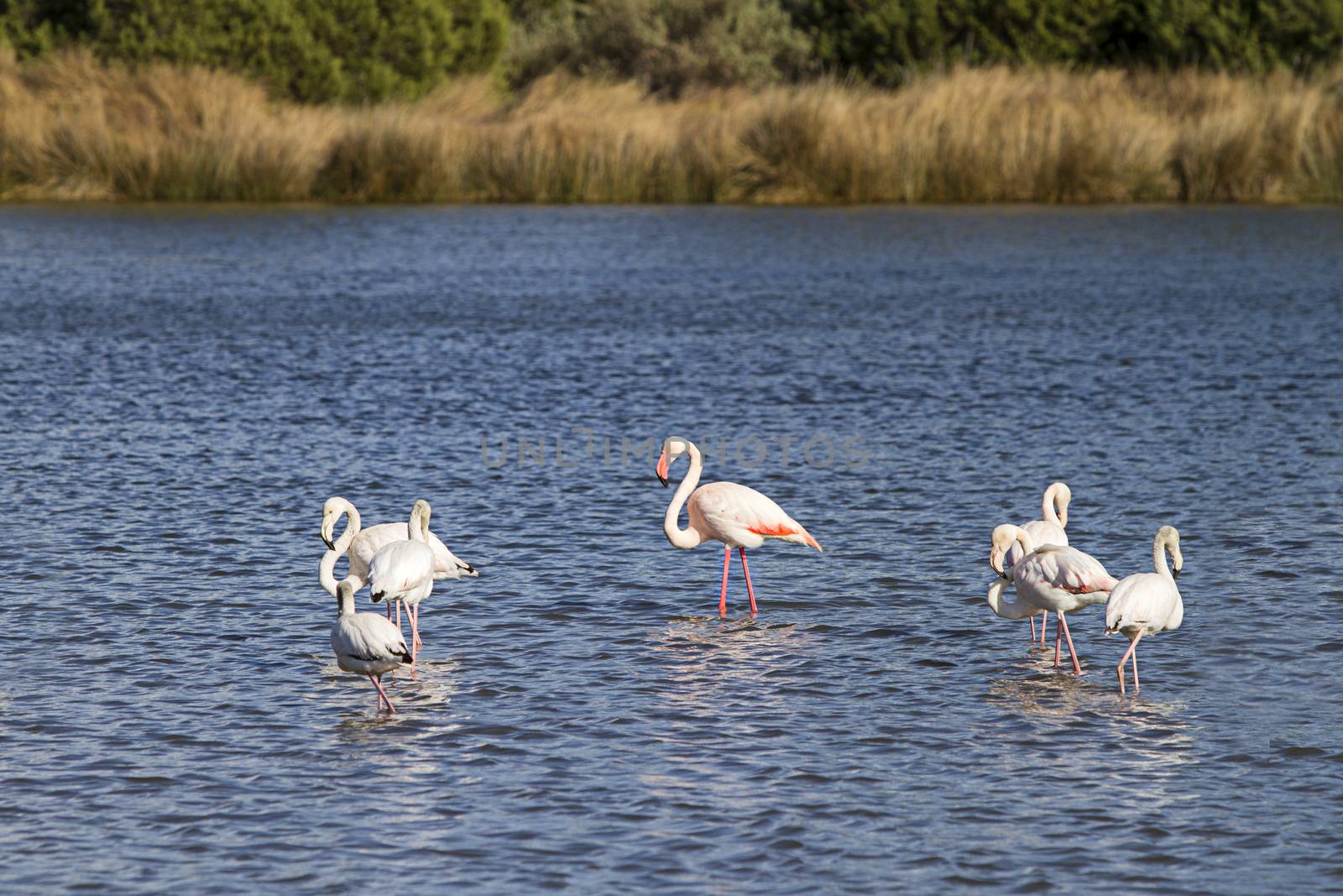 Family of flamingos with the adult male in the center and six pu by robbyfontanesi