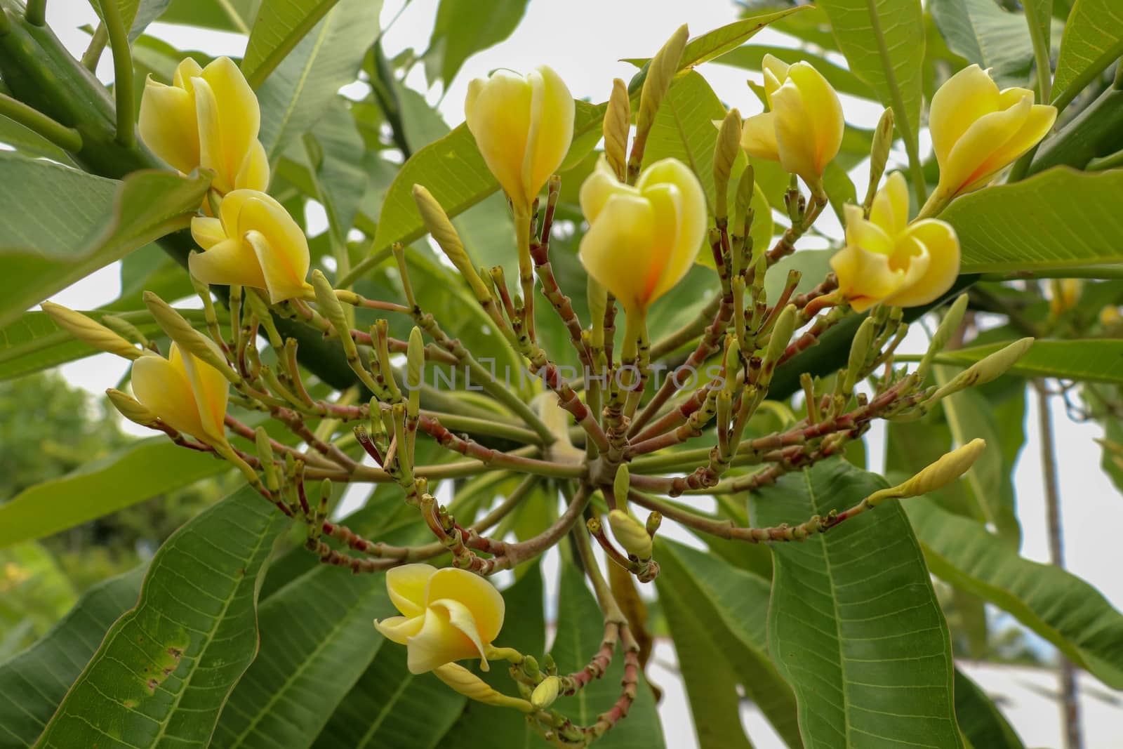 Group of yellow frangipani flowers in bloom. Some of them seem still buds. Yellow Frangipani flowers with green leaves. Frangipani Darwin Yellow, Plumeria rubra.