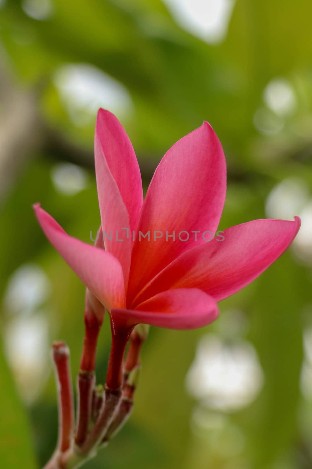 Pink plumeria on the plumeria tree, frangipani tropical flowers. Blossom Plumeria flowers on light blurred background. Frangipani close up. Flower background for romantic decoration. Health and Spa.