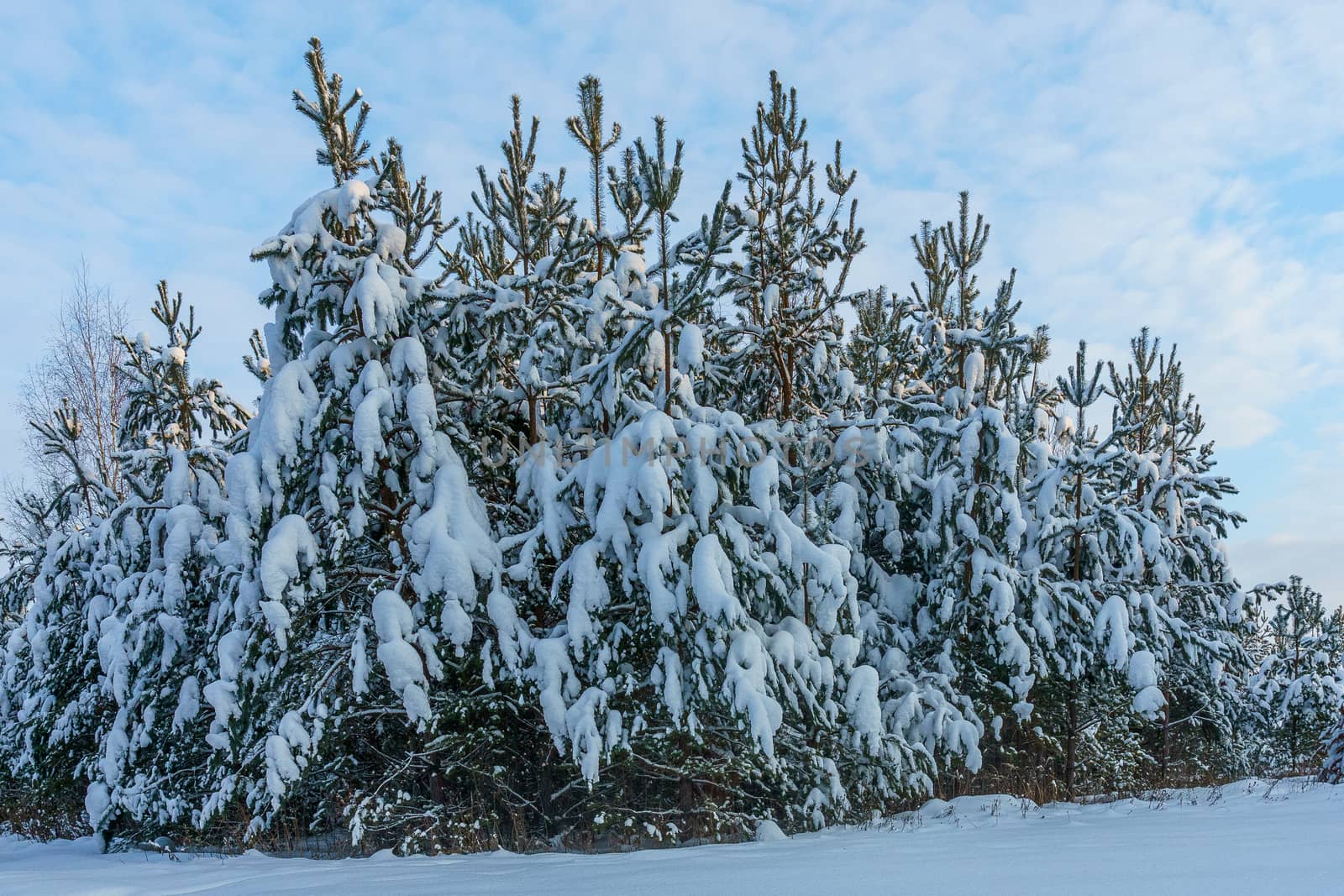 Spruce forest under the snow on the background of a winter sky with blue skylights