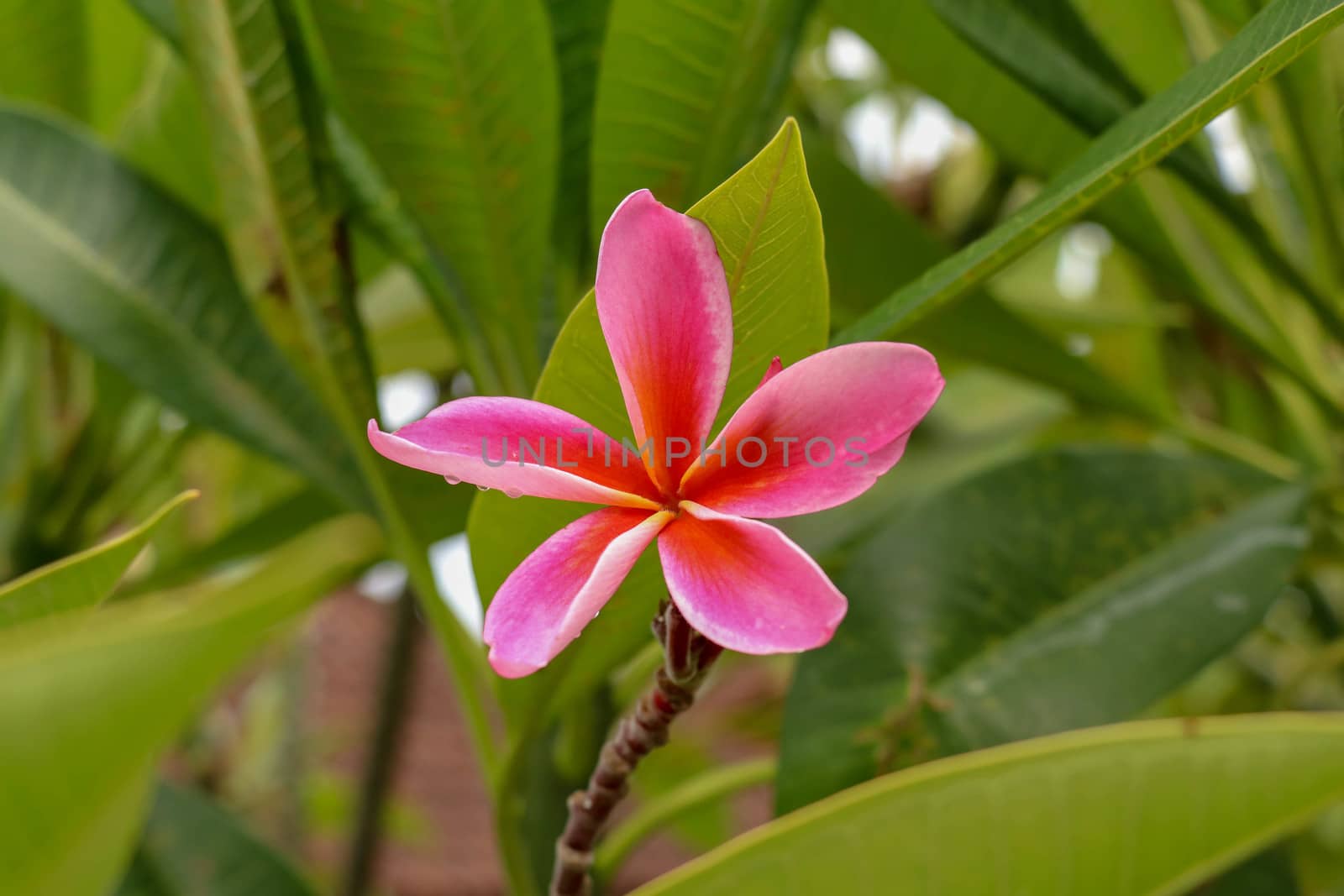 Pink plumeria on the plumeria tree, frangipani tropical flowers. by Sanatana2008