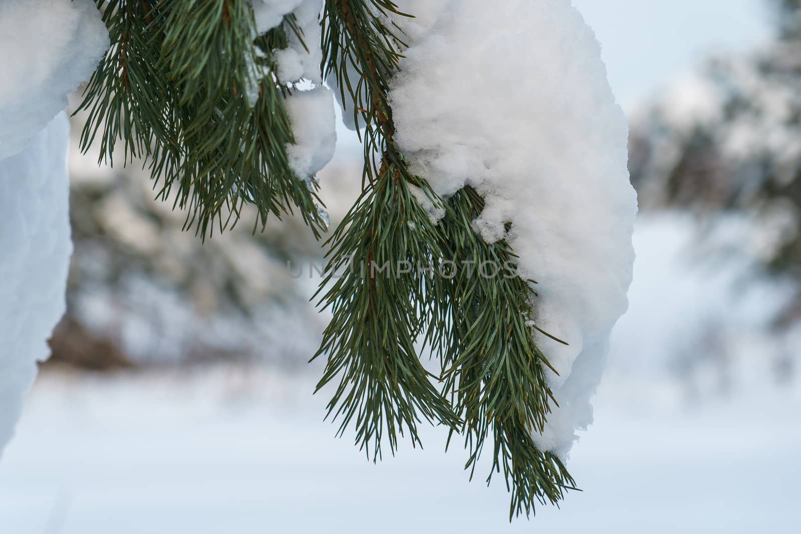 branch of pine with long needles under the snow on a winter day
