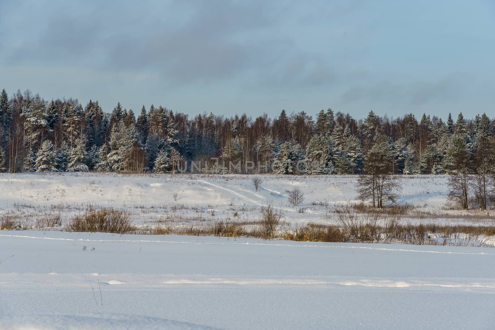 Winter landscape, snowy field and forest in the distance