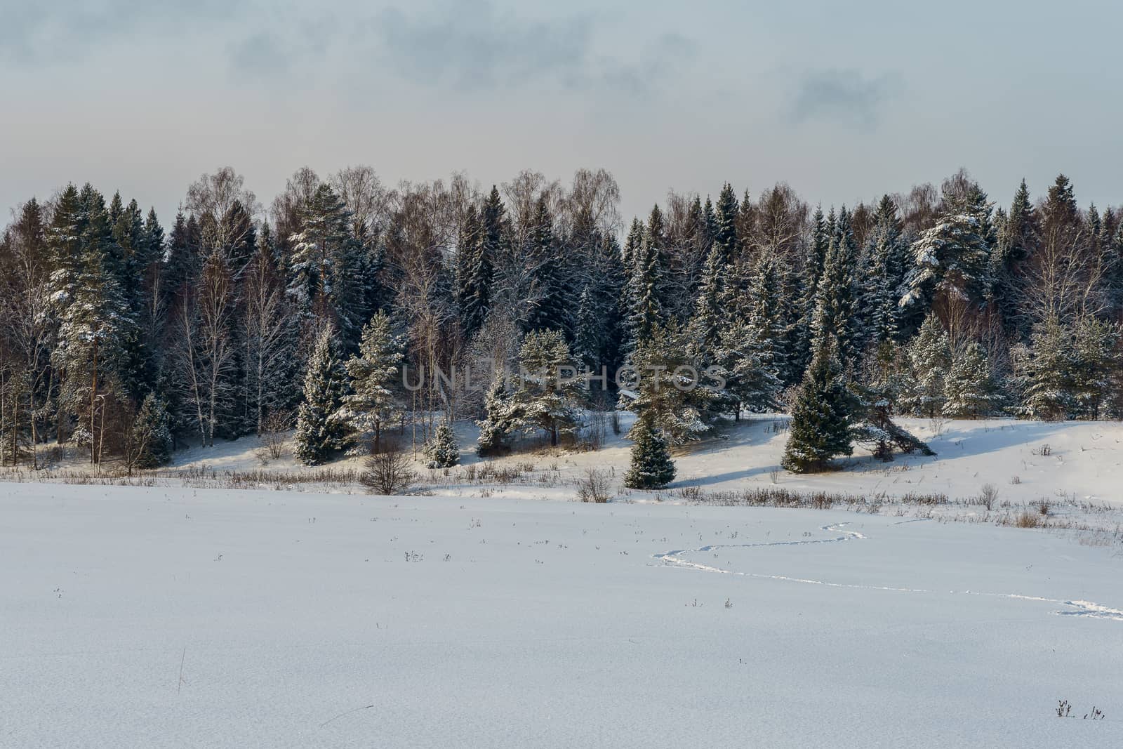 Winter landscape, snowy field and forest  by VADIM