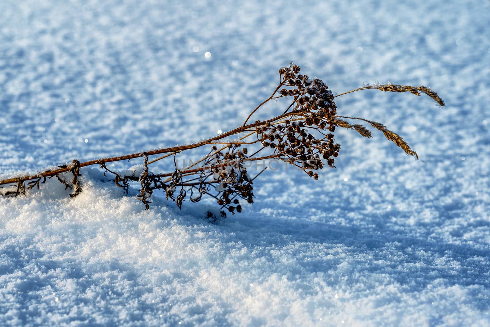 dried bush of tansy leaning to the ground in a field in winter