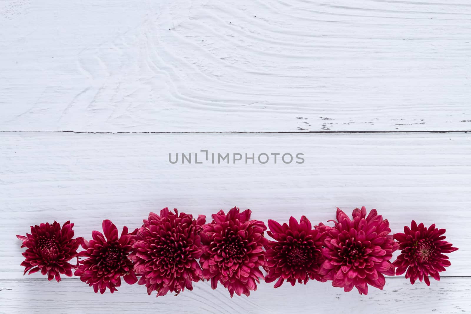 fresh red flowers over white wooden table background. backdrop with copy space