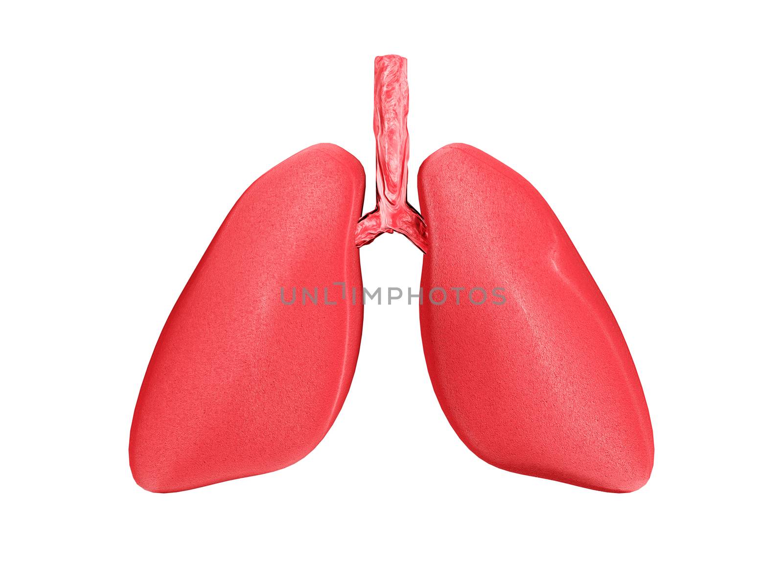 Human Lungs, respiratory system on white isolated background.3d rendering.