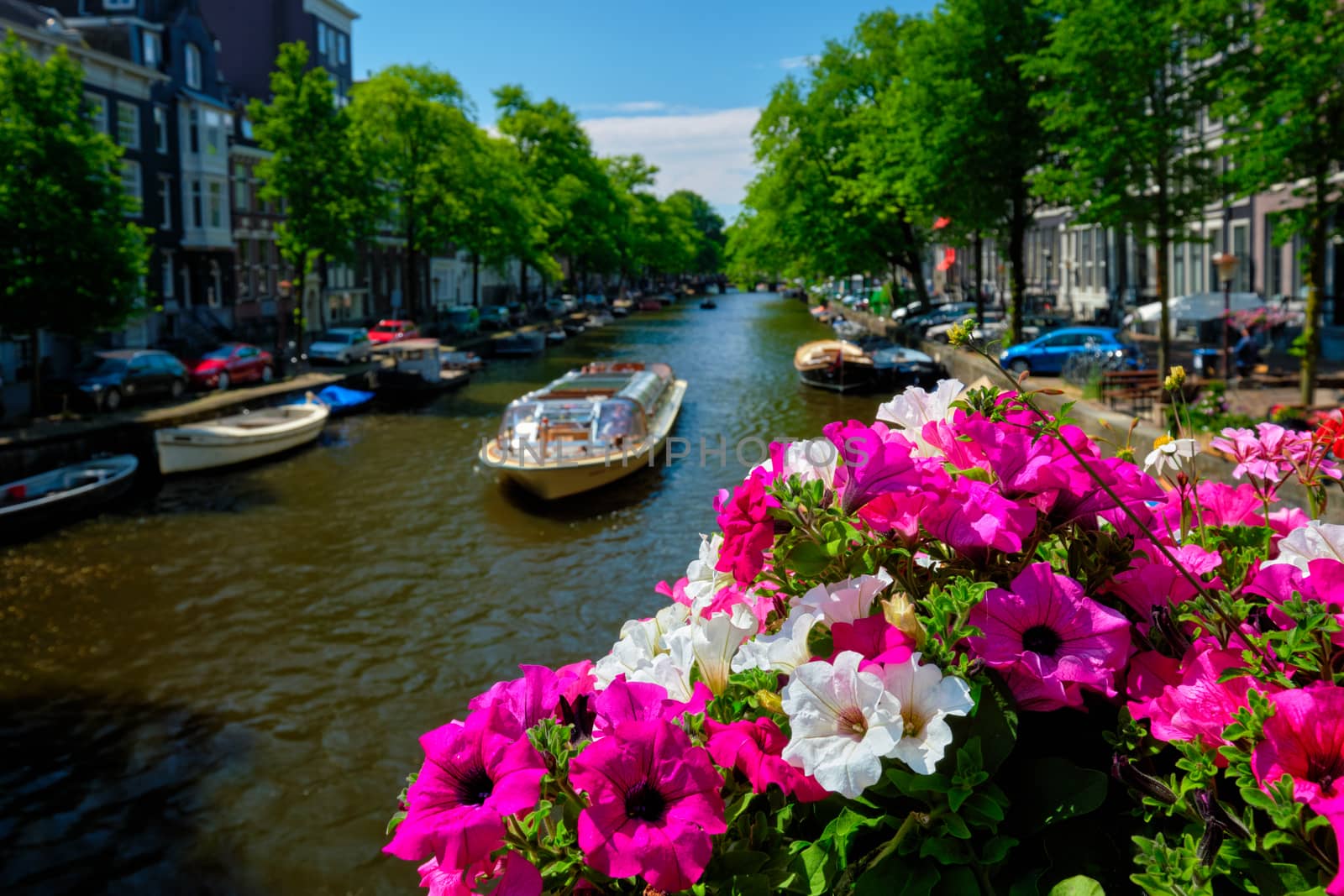 Amsterdam canal with passing boats view over flowers on the bridge. Focus on flowers. Amsterdam, Netherlands