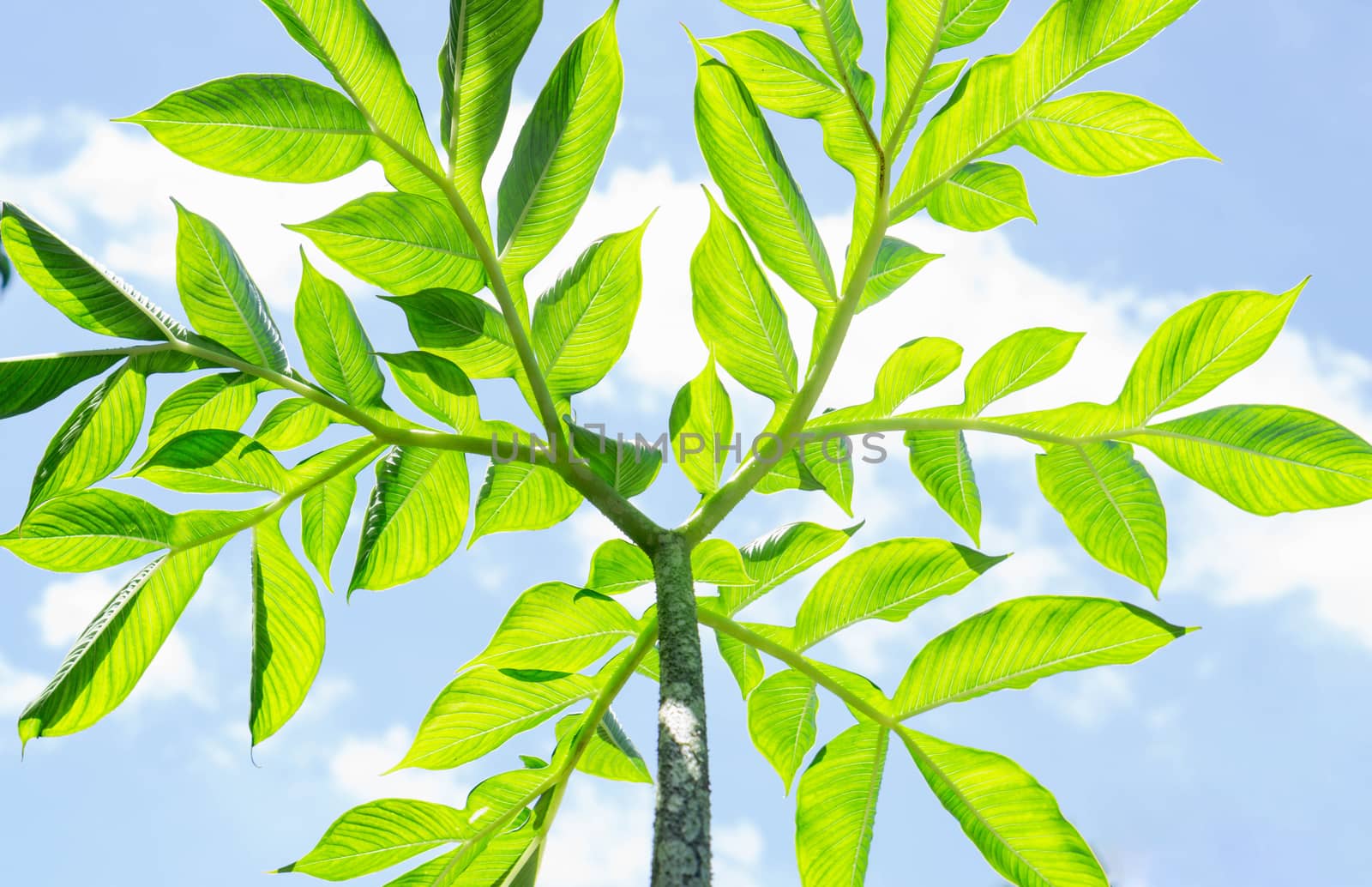 Green Amorphophallus paeoniifolius with sky background by pt.pongsak@gmail.com