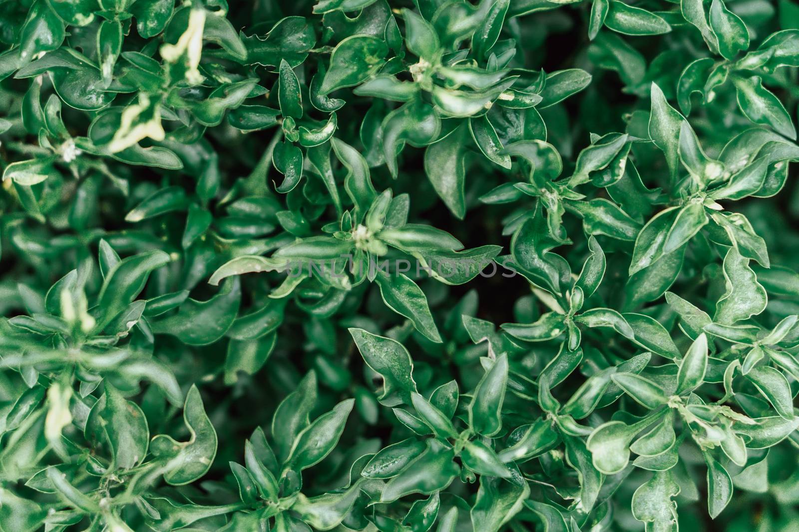 Green leaves background, Beautiful leaf pattern texture, Nature background