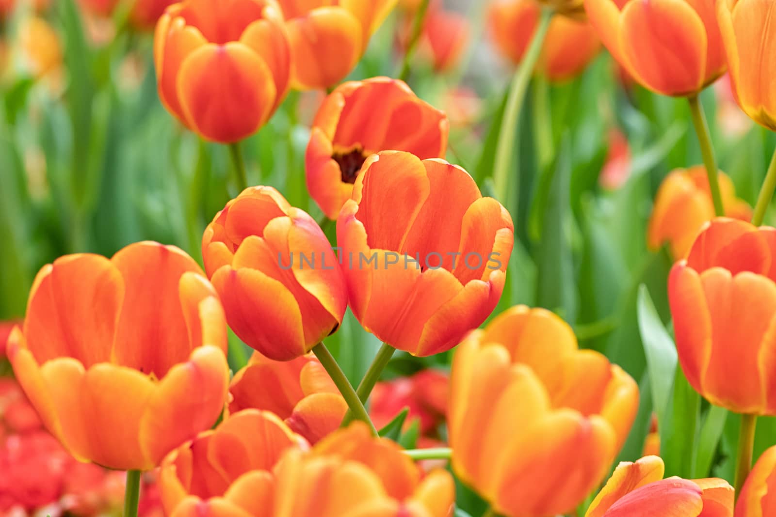 colorful of tulip flowers field in spring season, orange tulip
