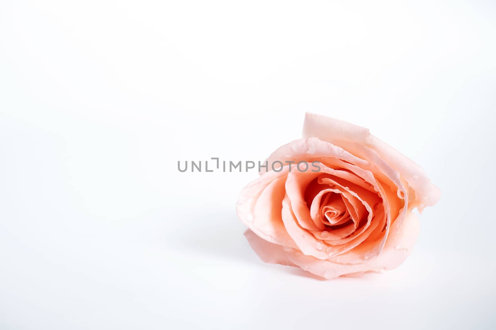 top view of single pink rose flower blooming with drops of water on the petals isolated on white background by asiandelight