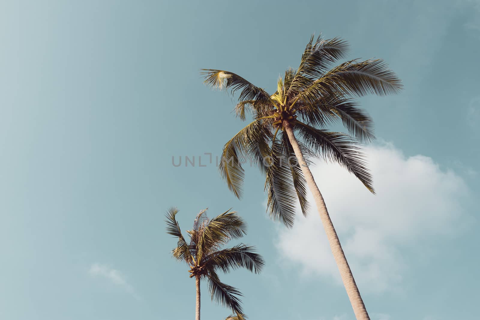 coconut palm trees against the blue sky with vintage color filter