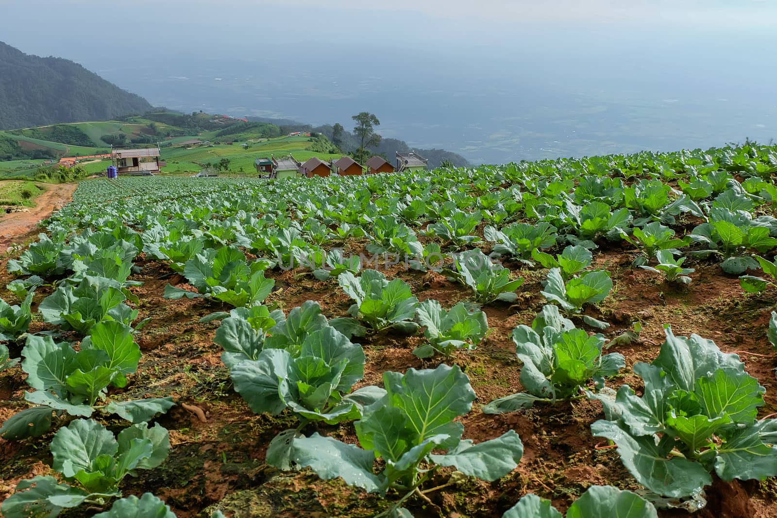 Cabbage vegetable plot Of the Hmong people at Phu Thap Berk. by suthipong