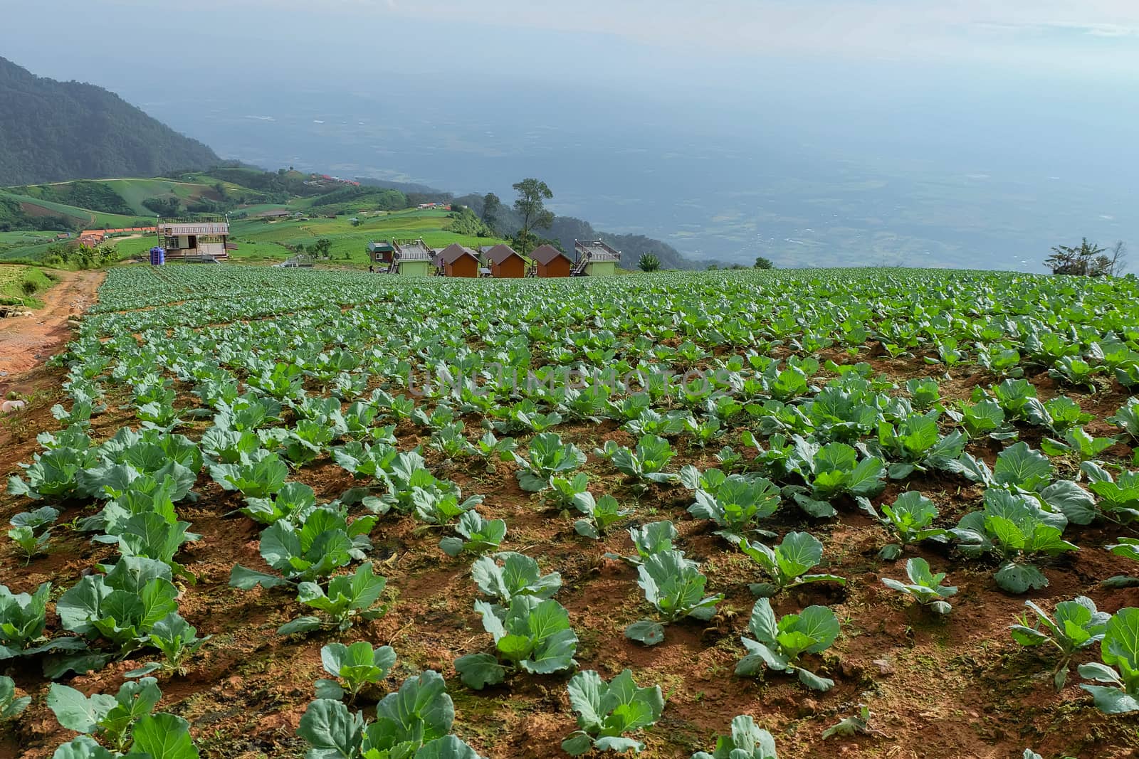 Cabbage vegetable plot Of the Hmong people at Phu Thap Berk, Phetchabun Province.thailand.