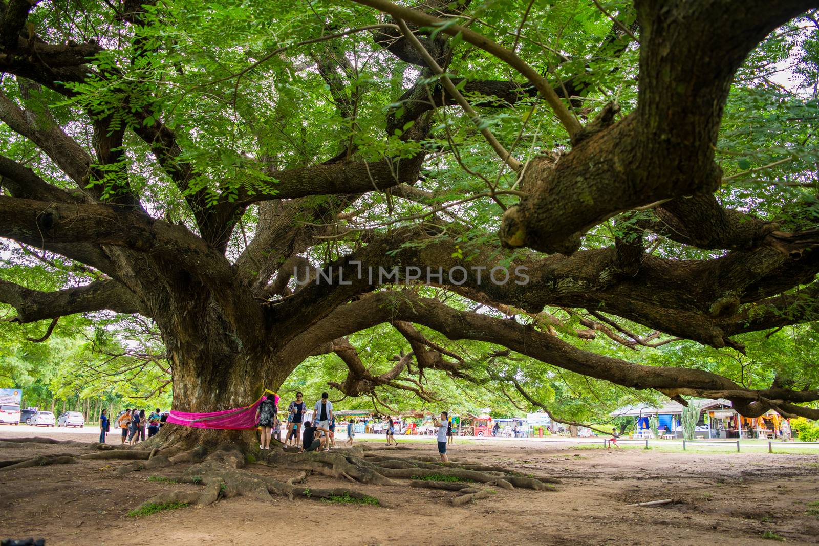 Giant Chamchuri Tree  by suthipong