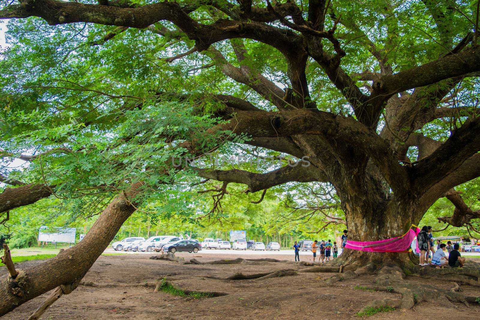 Giant Chamchuri Tree Before building a bridge, walk around the tree.
Located at Village No. 5, Kasikorn Village, Koh Samrong Subdistrict, Dan Makham Tia District, Kanchanaburi Province, Thailand