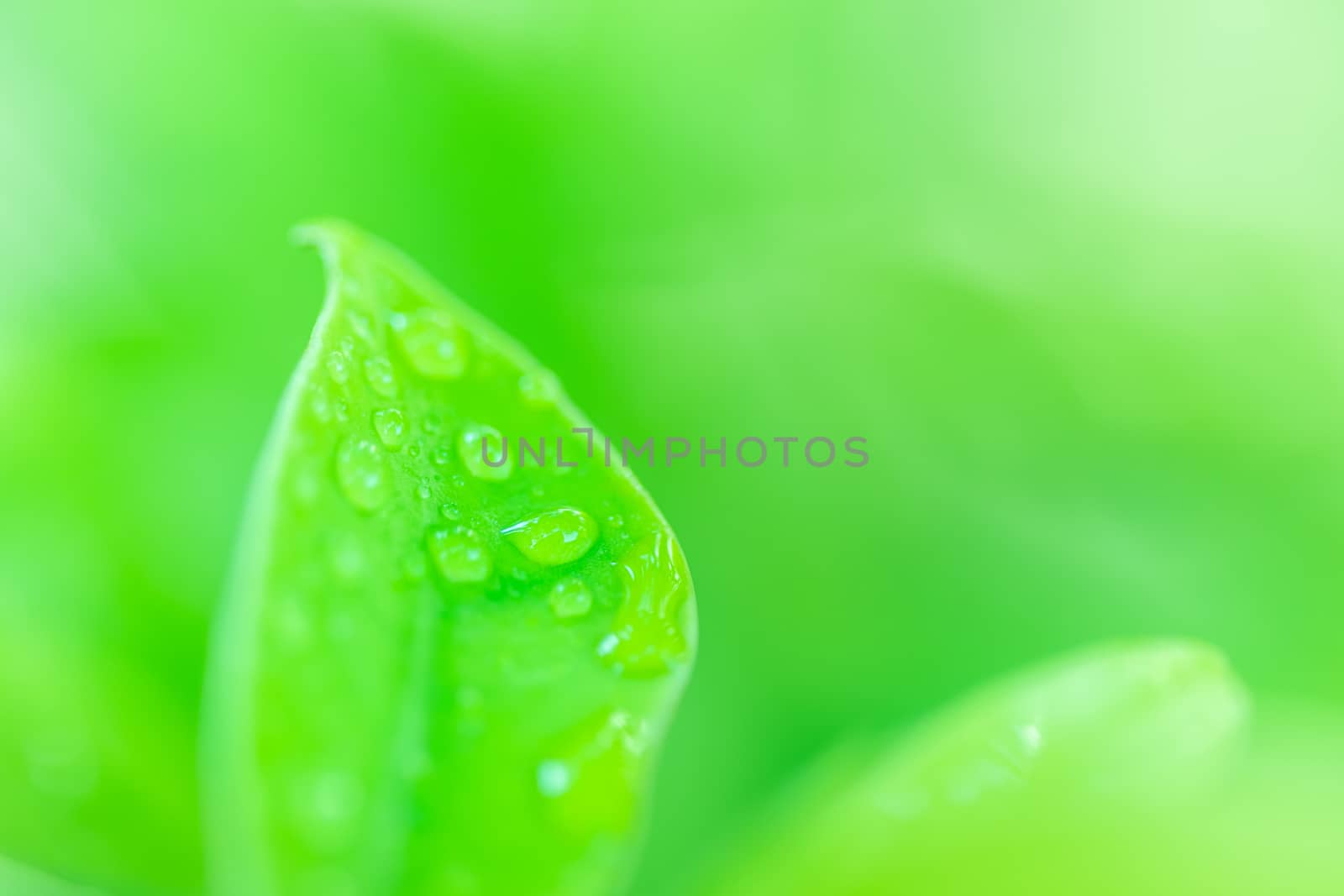 Leaves close up nature view of green leaf on blurred greenery background in garden Use as background image for pasting text or characters