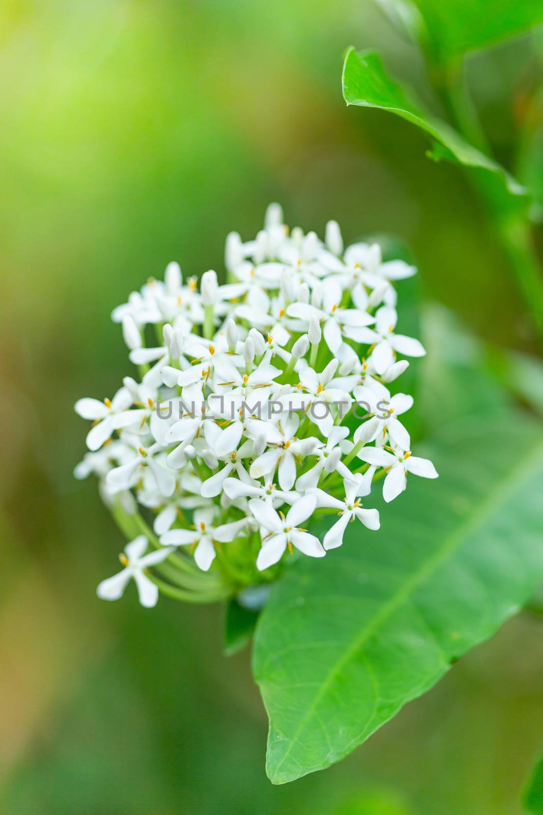 White flower (Ixora finlaysoniana) Beautiful blooming scented Wh by photosam