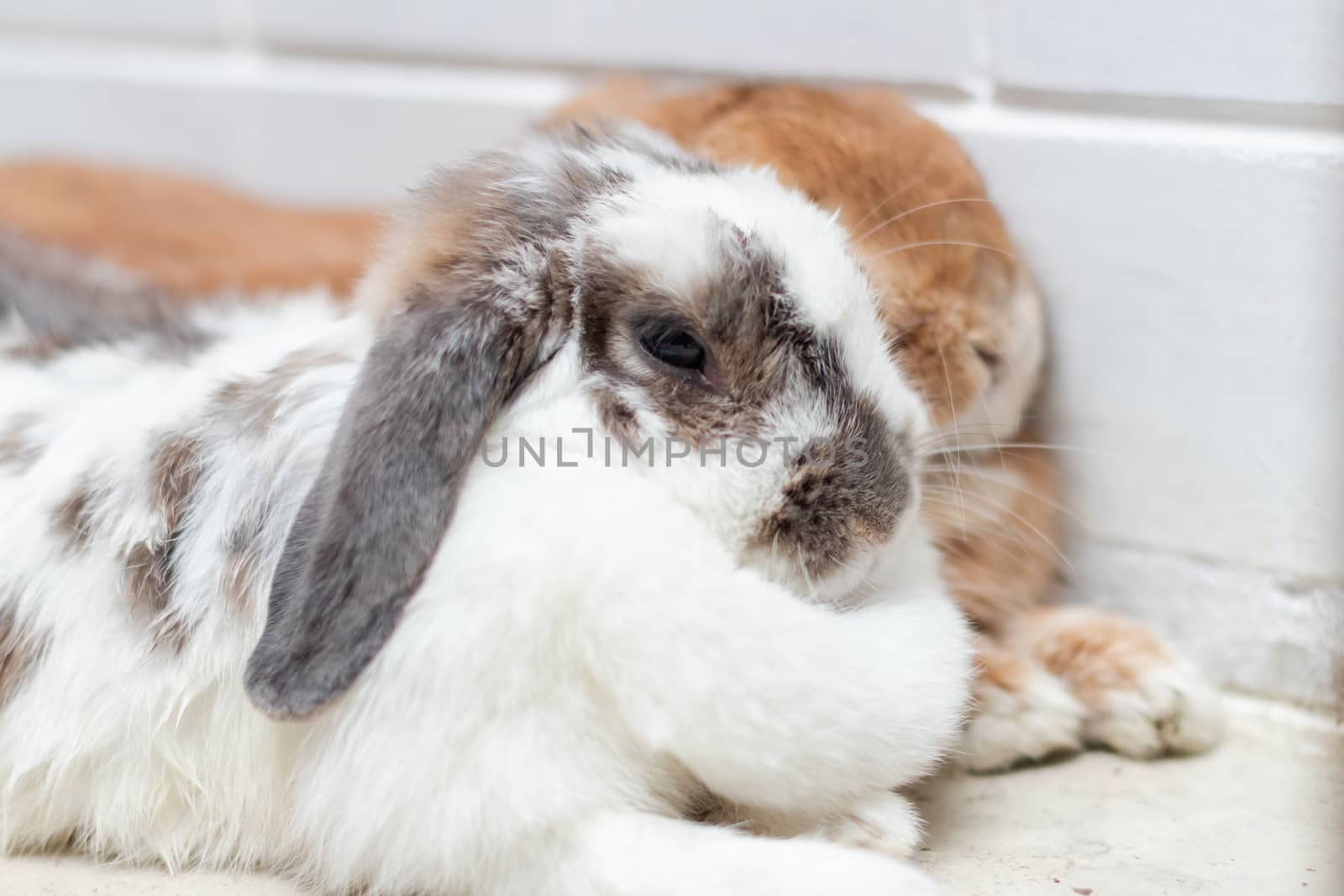 Lovely bunny rabbit easter white and brown on lying on the floor by photosam