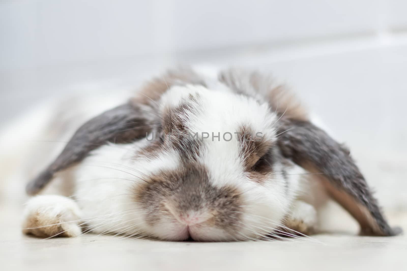 Lovely bunny rabbit easter white and brown on lying on the floor by photosam