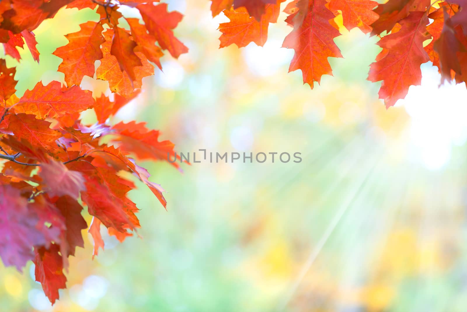 Beautiful autumnal template - red oak leaves on a blurry forest background with sunny rays