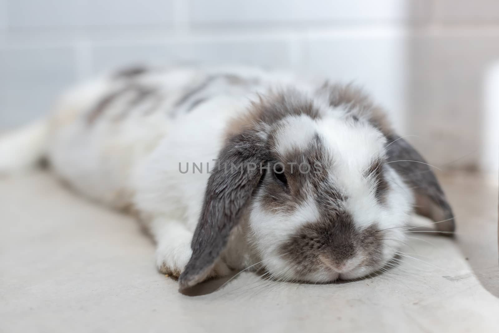 Lovely bunny rabbit easter white and brown on lying on the floor. with beautiful.Animal concept.