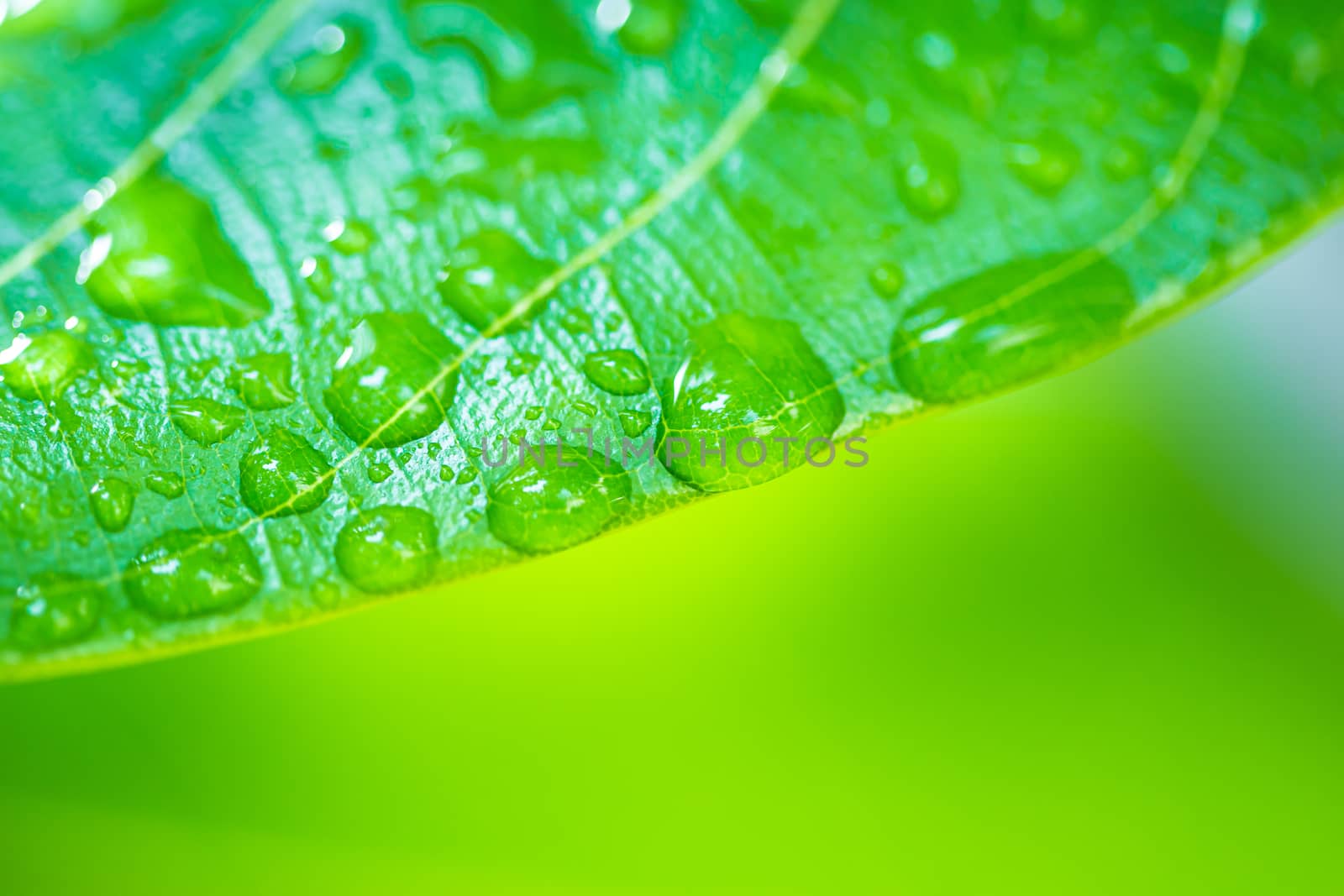 Leaves close up nature view of green leaf on blurred greenery ba by photosam