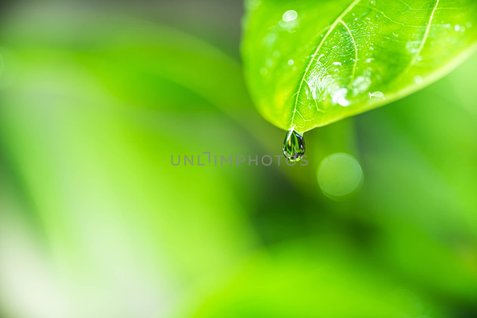 Leaves close up nature view of green leaf on blurred greenery background in garden Use as background image for pasting text or characters