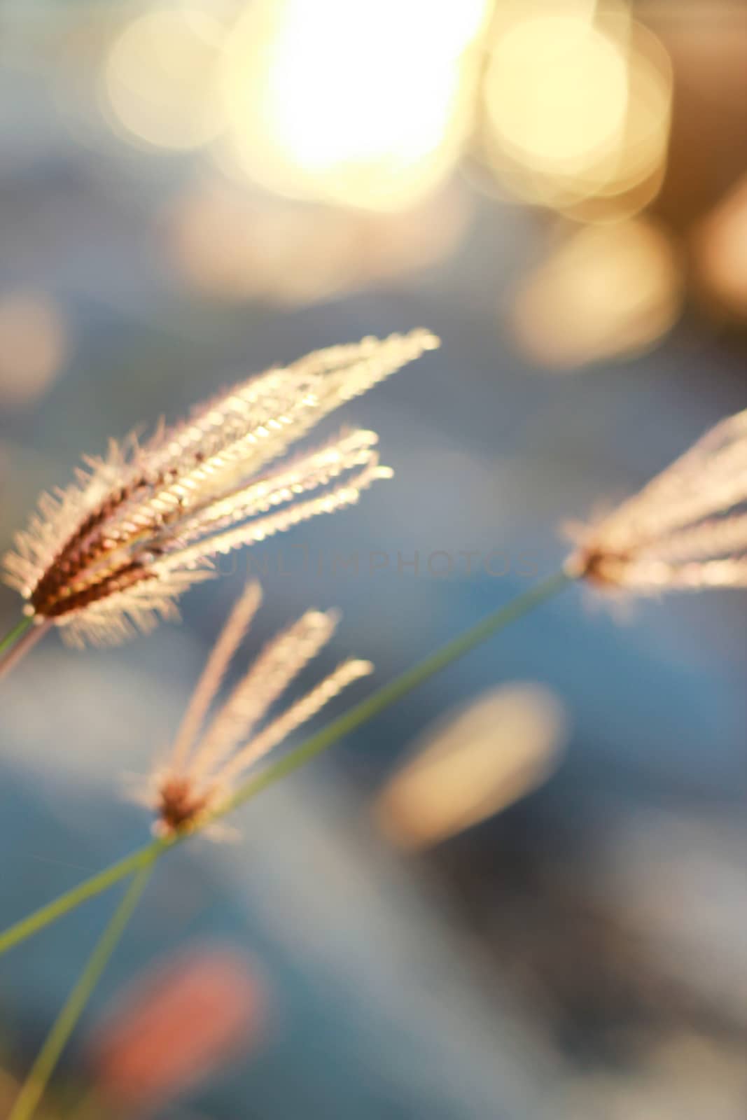 Grass flowers with sunrise. by suthipong