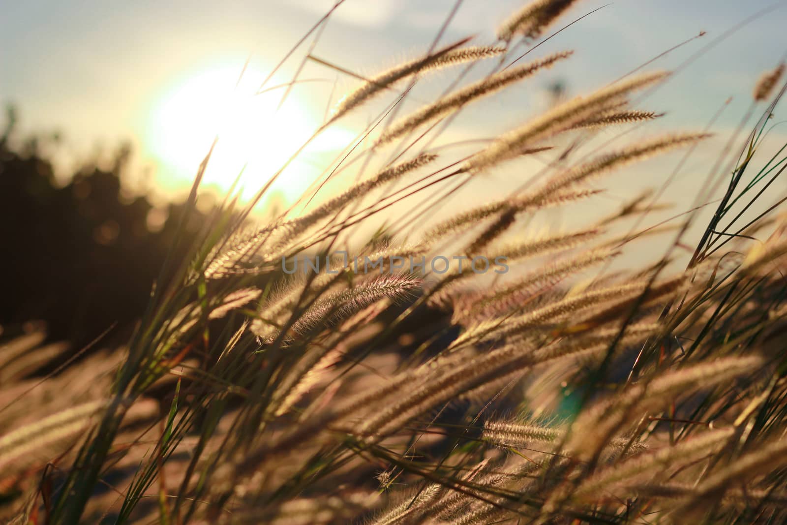 Grass flowers with sunrise. by suthipong