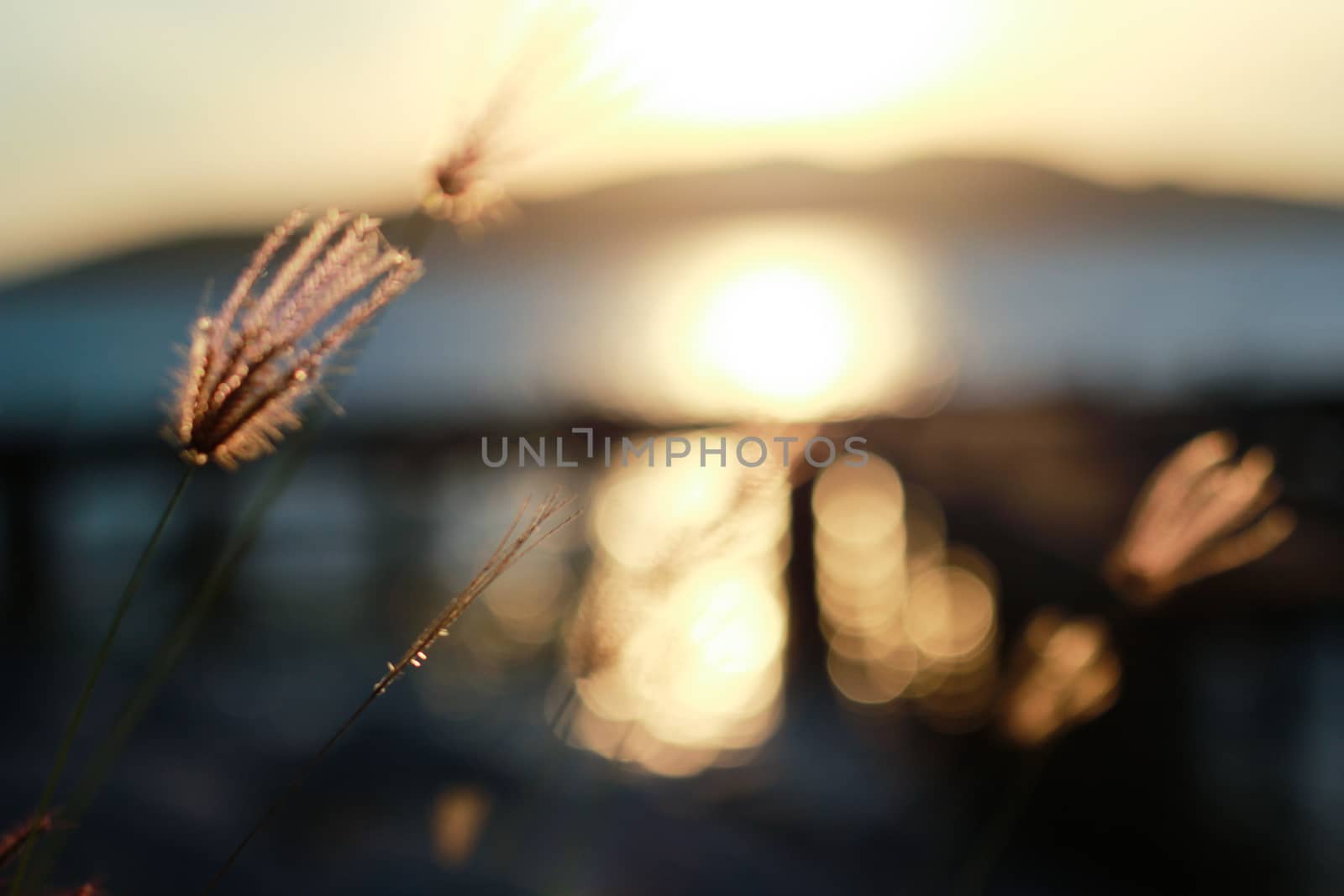 Grass flowers with sunrise. by suthipong