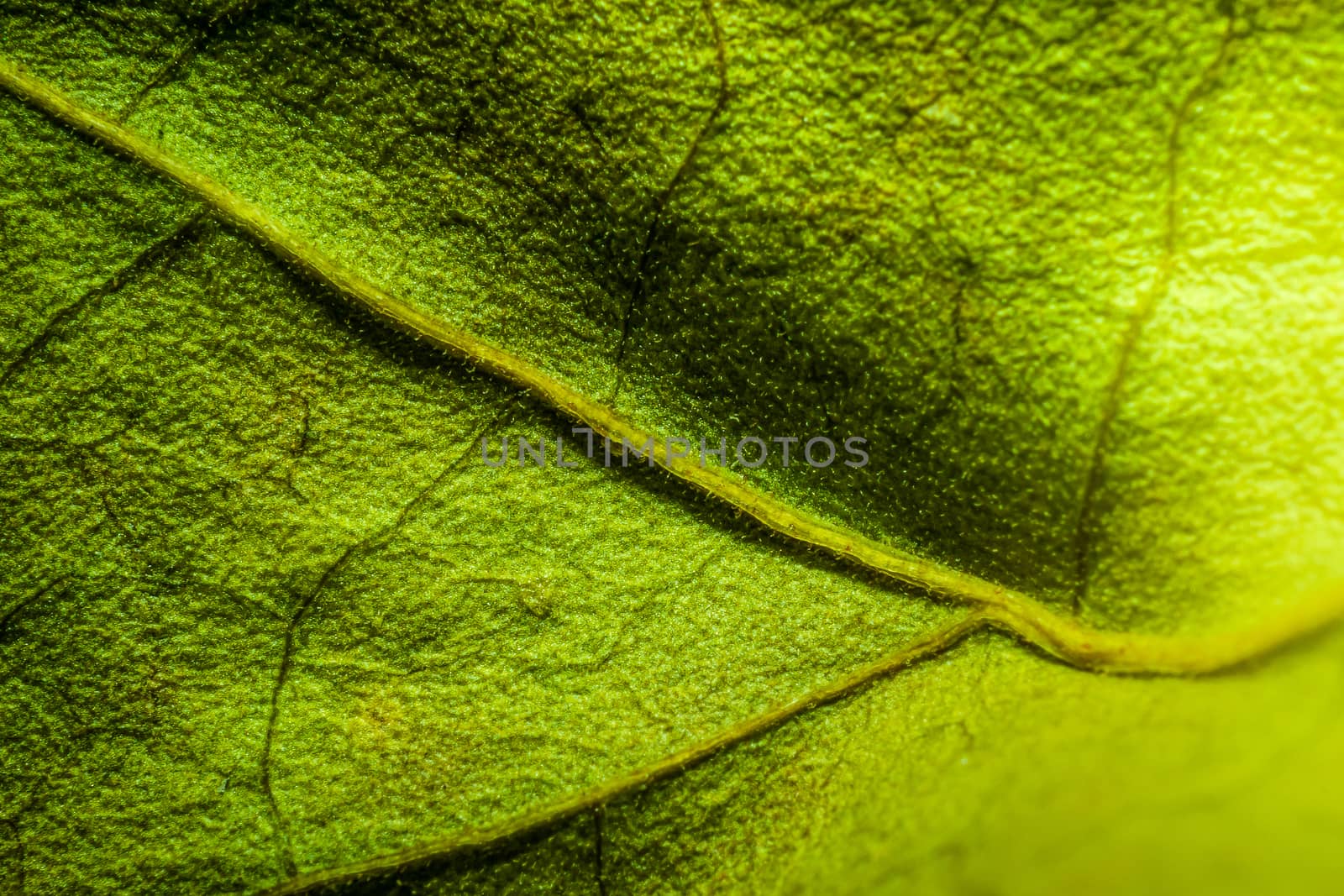 Abstract green leaf background for texture, macro
