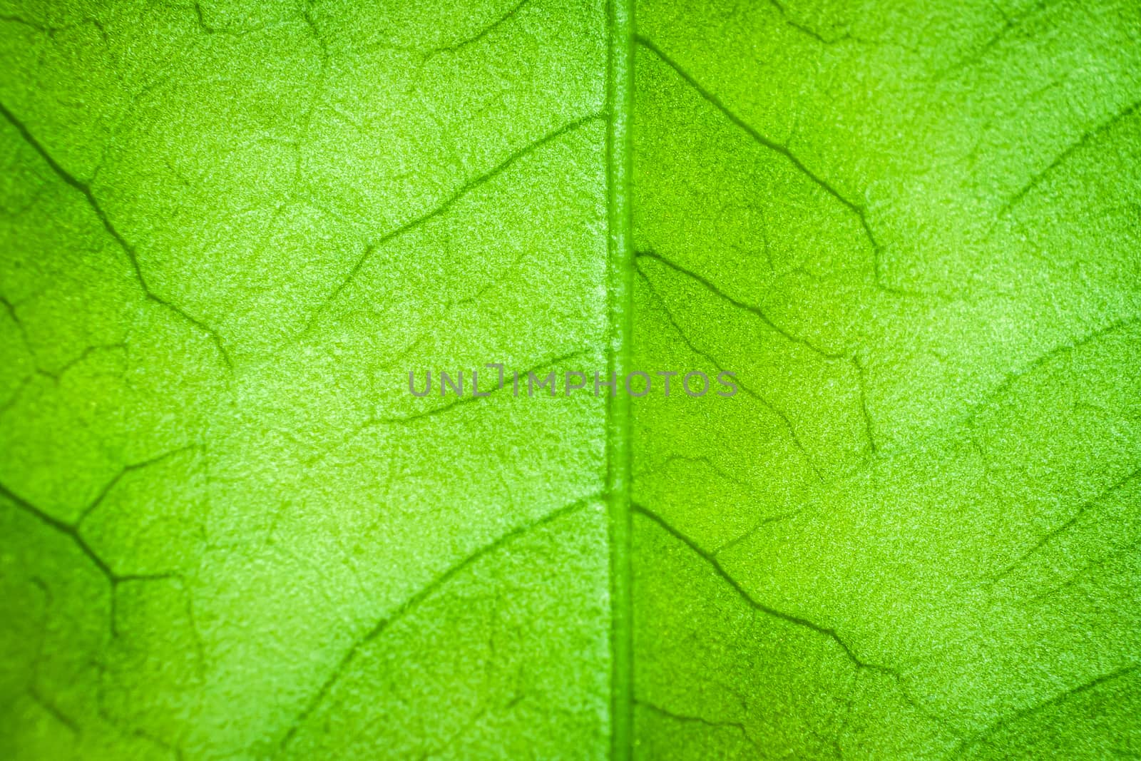 Abstract green leaf background for texture, macro by photosam