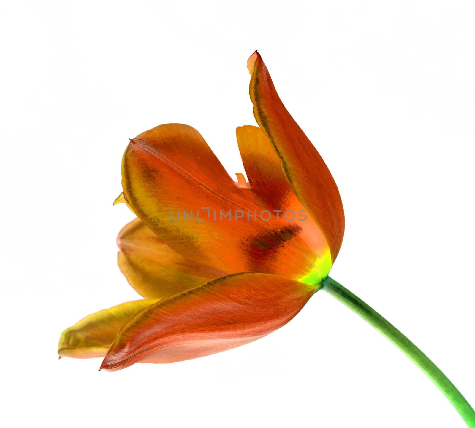 Beautiful and vibrantly colorful Flower Portraits  by george_stevenson