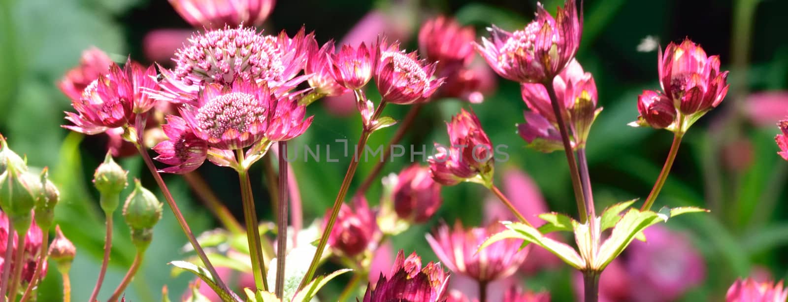 Beautiful and vibrantly colourful Flower Portraits and interesting and unusual gardens.