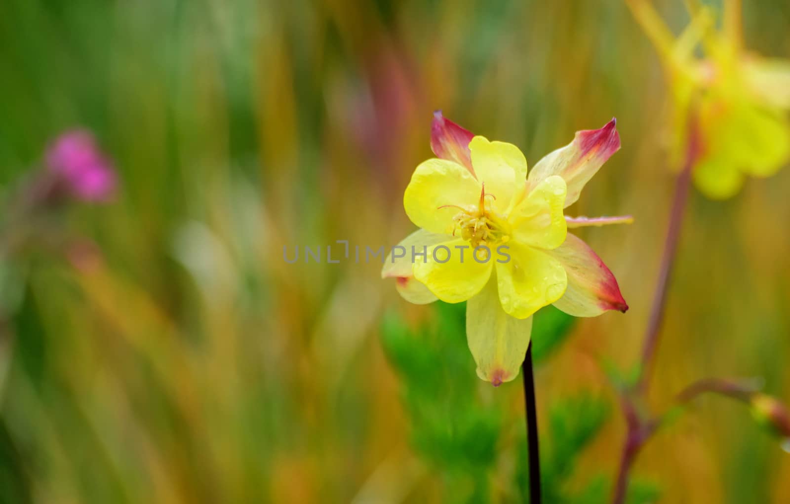 Beautiful and vibrantly colourful Flower Portraits and interesting and unusual gardens.