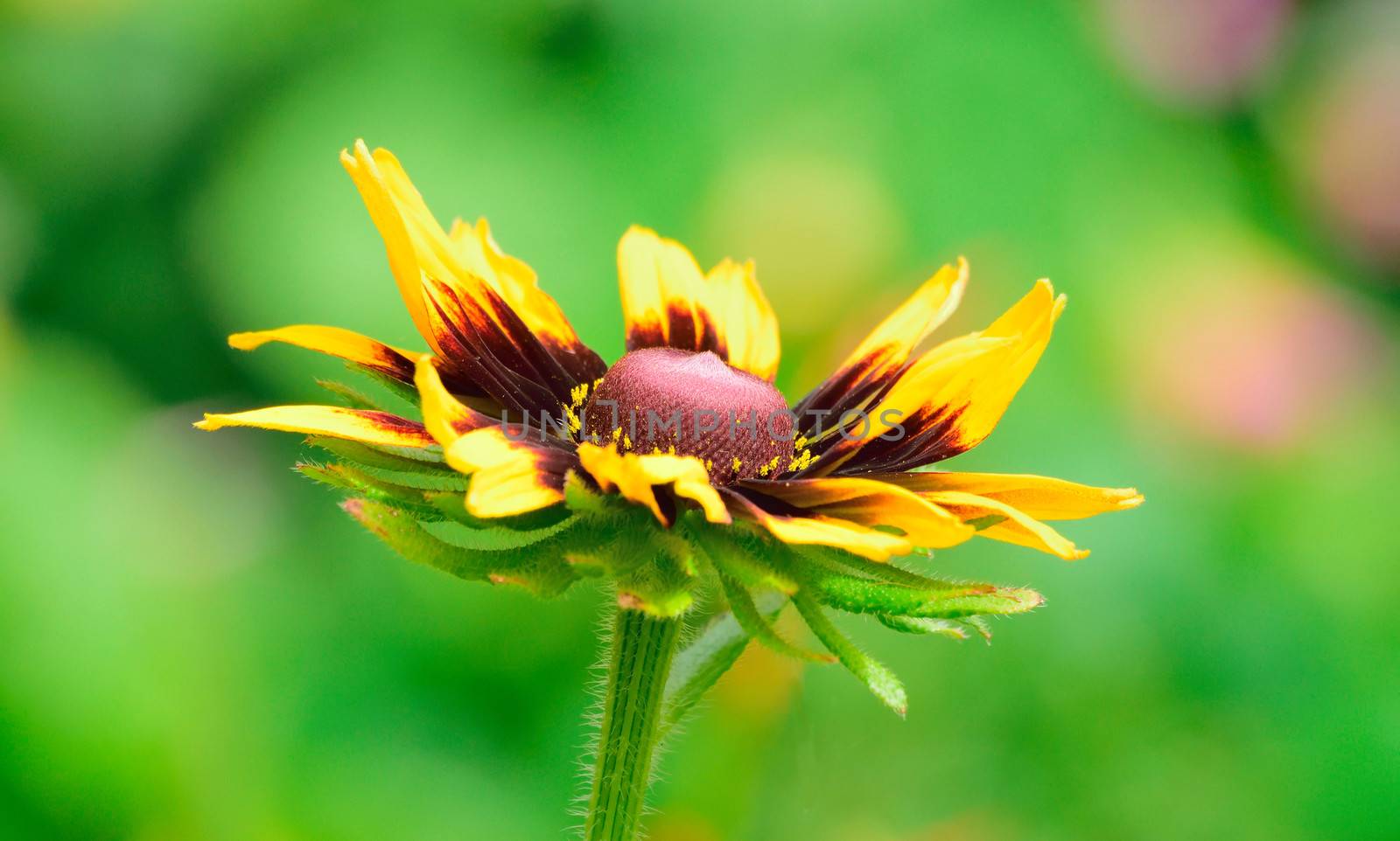 Beautiful and vibrantly colorful Flower Portraits  by george_stevenson