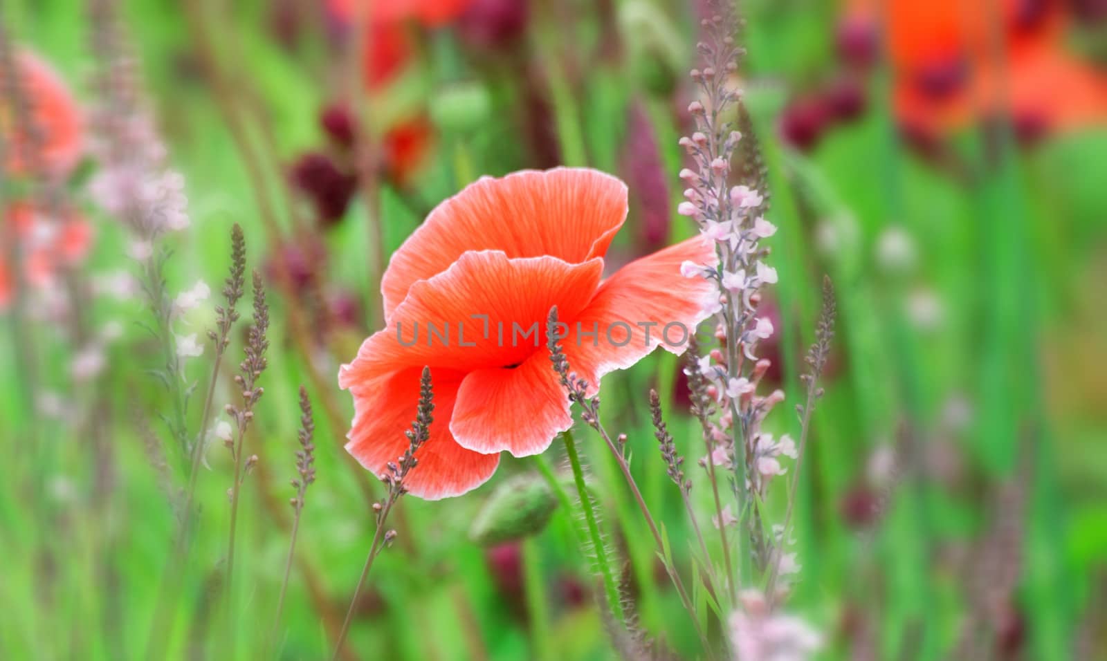 Beautiful and vibrantly colourful Flower Portraits and interesting and unusual gardens.