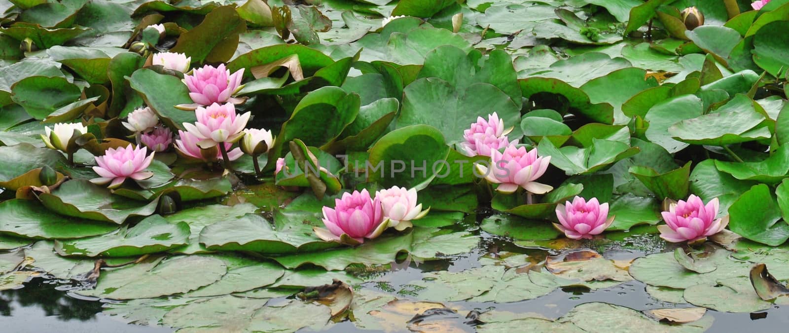 Beautiful and vibrantly colourful Flower Portraits and interesting and unusual gardens.