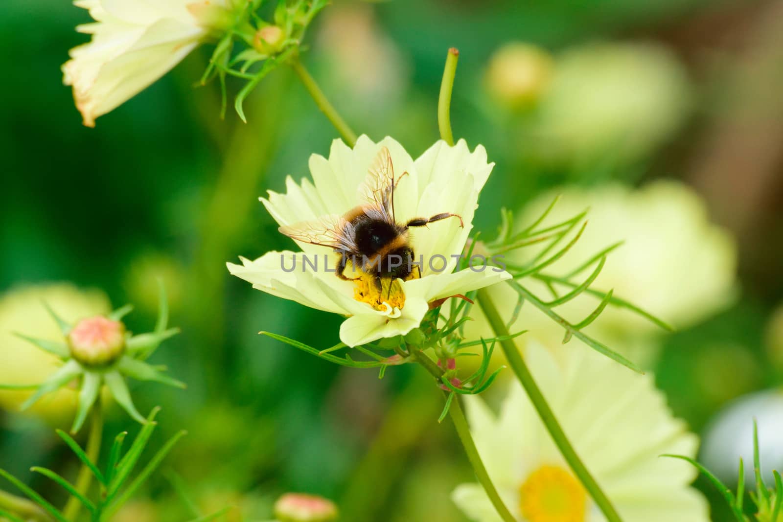 Beautiful and vibrantly colourful Flower Portraits and interesting and unusual gardens.