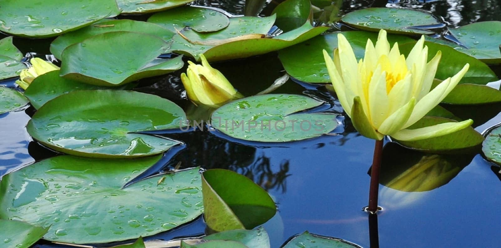 Beautiful and vibrantly colourful Flower Portraits and interesting and unusual gardens.